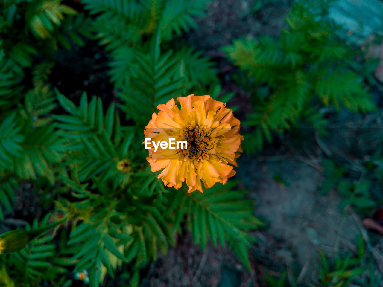 High angle view of orange flowering plant