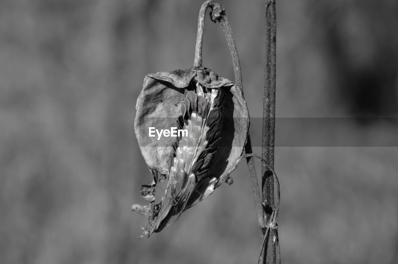 Close-up of dried plant