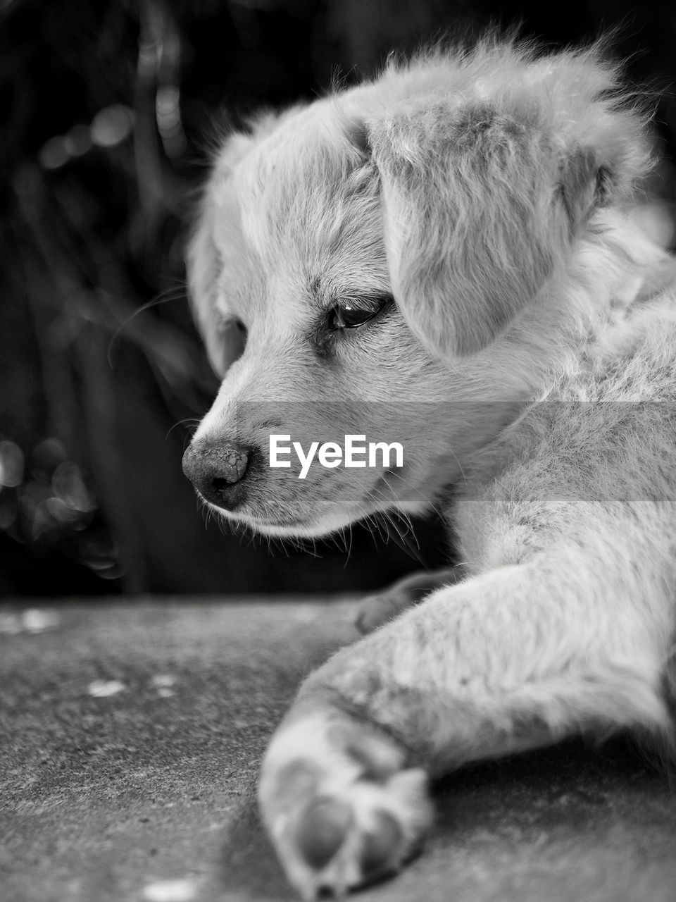 Close-up of dog lying down