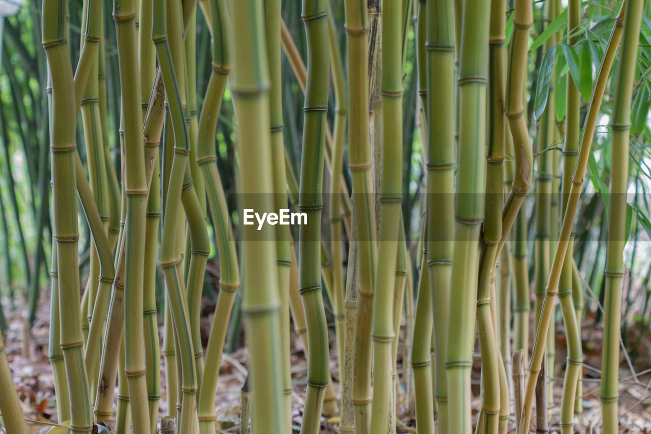 CLOSE-UP OF BAMBOO PLANTS GROWING ON FIELD