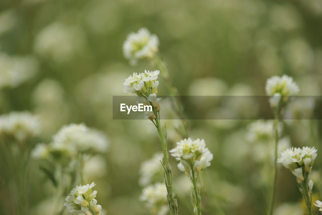 Close-up of flowering plant on field