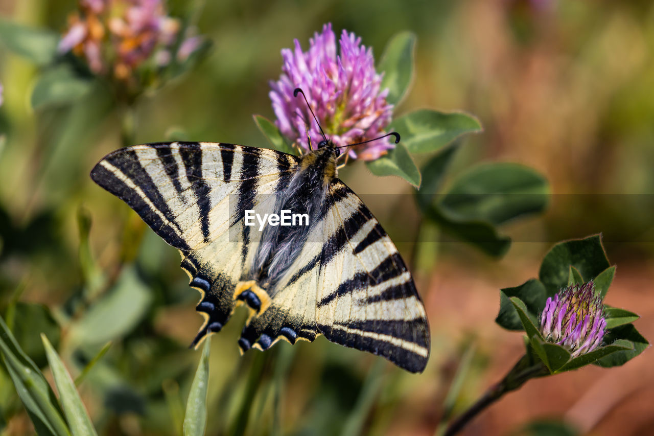 CLOSE-UP OF BUTTERFLY POLLINATING FLOWER