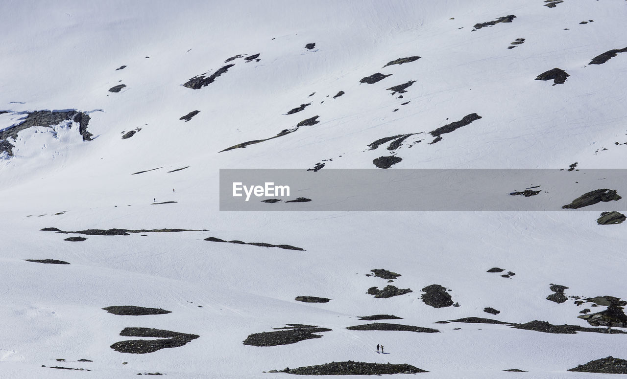 FLOCK OF BIRDS ON SNOW