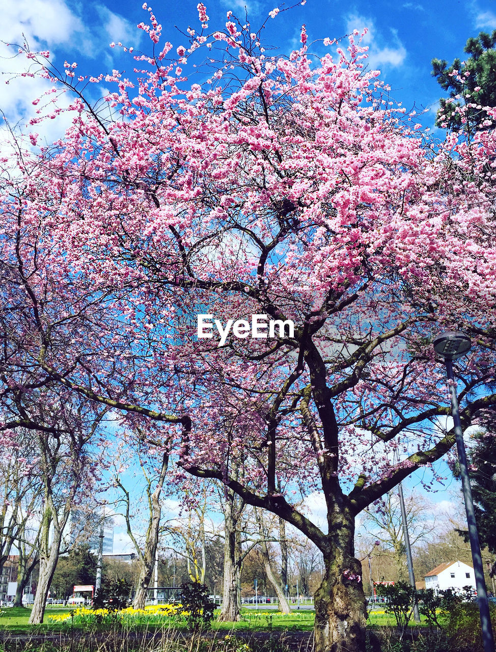 Low angle view of cherry blossom growing on tree