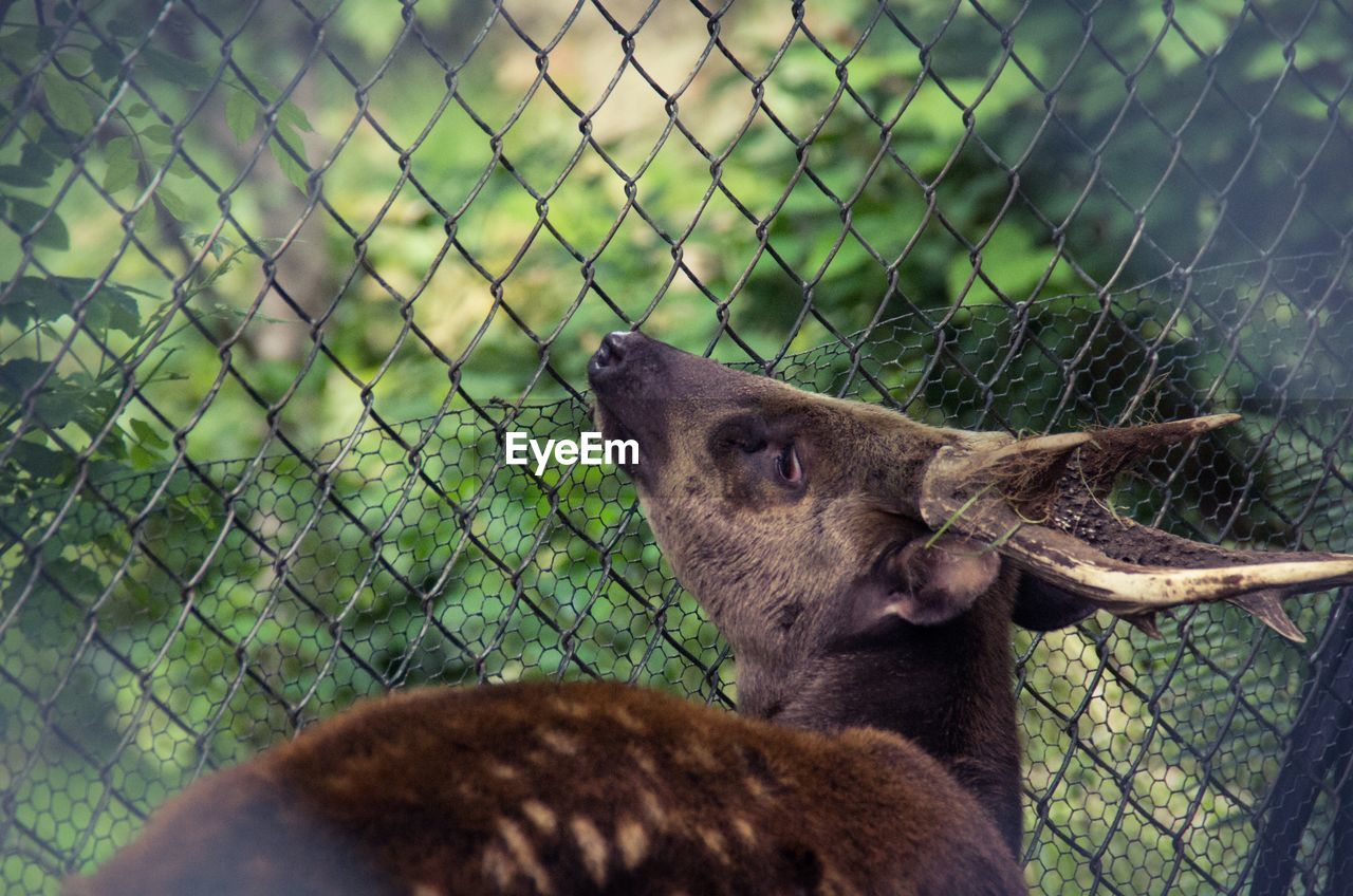 Close-up of deer rubbing against fence