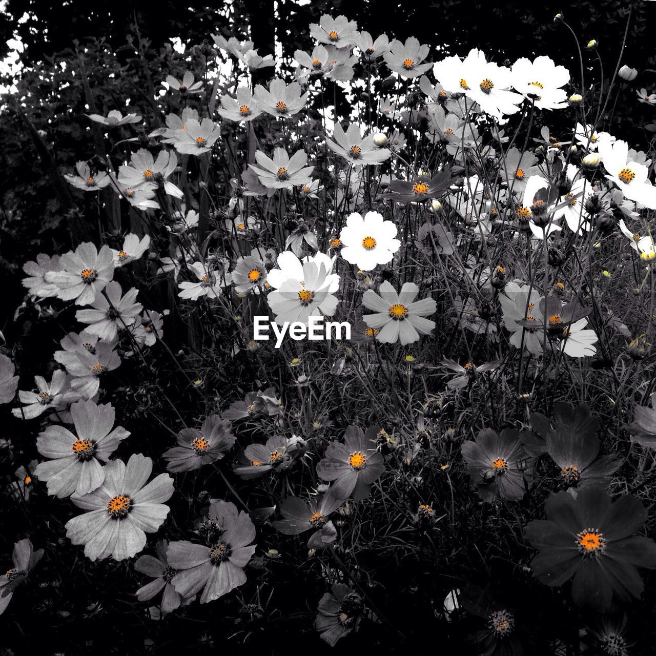 HIGH ANGLE VIEW OF WHITE FLOWERS BLOOMING IN PARK