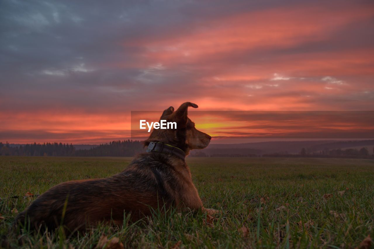 HORSE ON FIELD DURING SUNSET