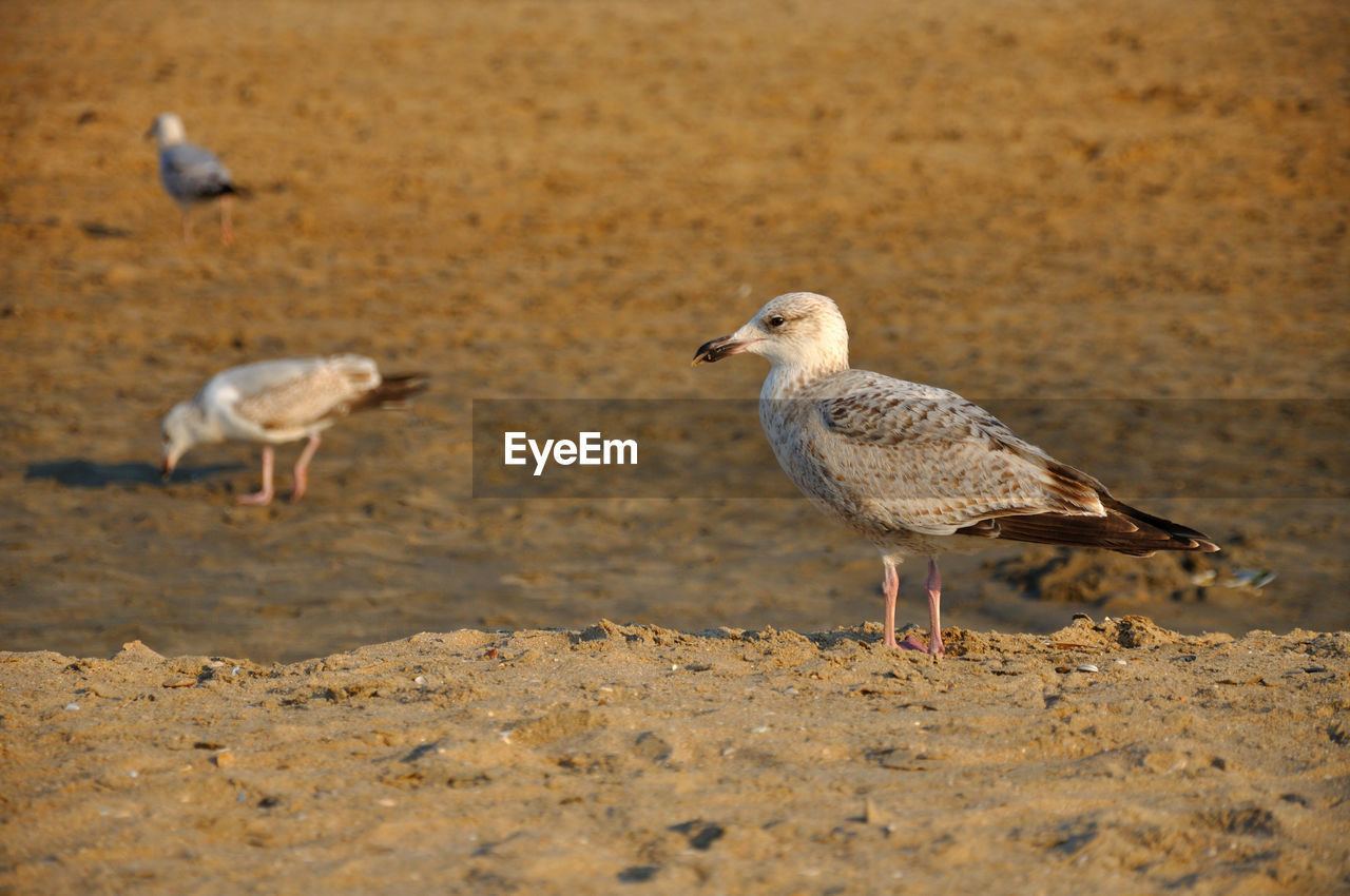 SEAGULLS ON A BEACH