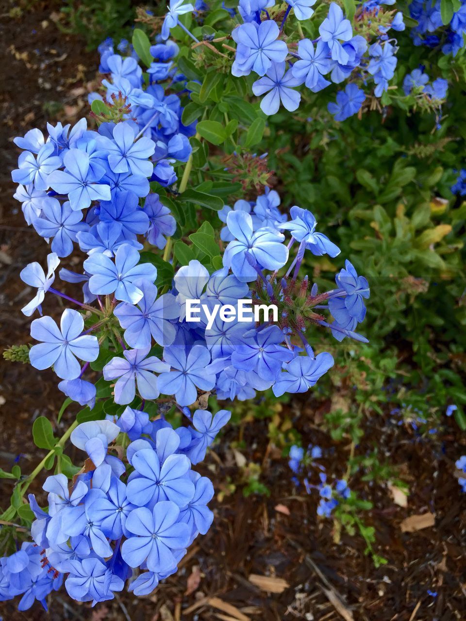 CLOSE-UP OF PURPLE FLOWERS BLOOMING