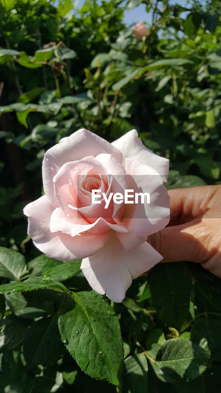 CLOSE-UP OF ROSE BOUQUET ON PLANT