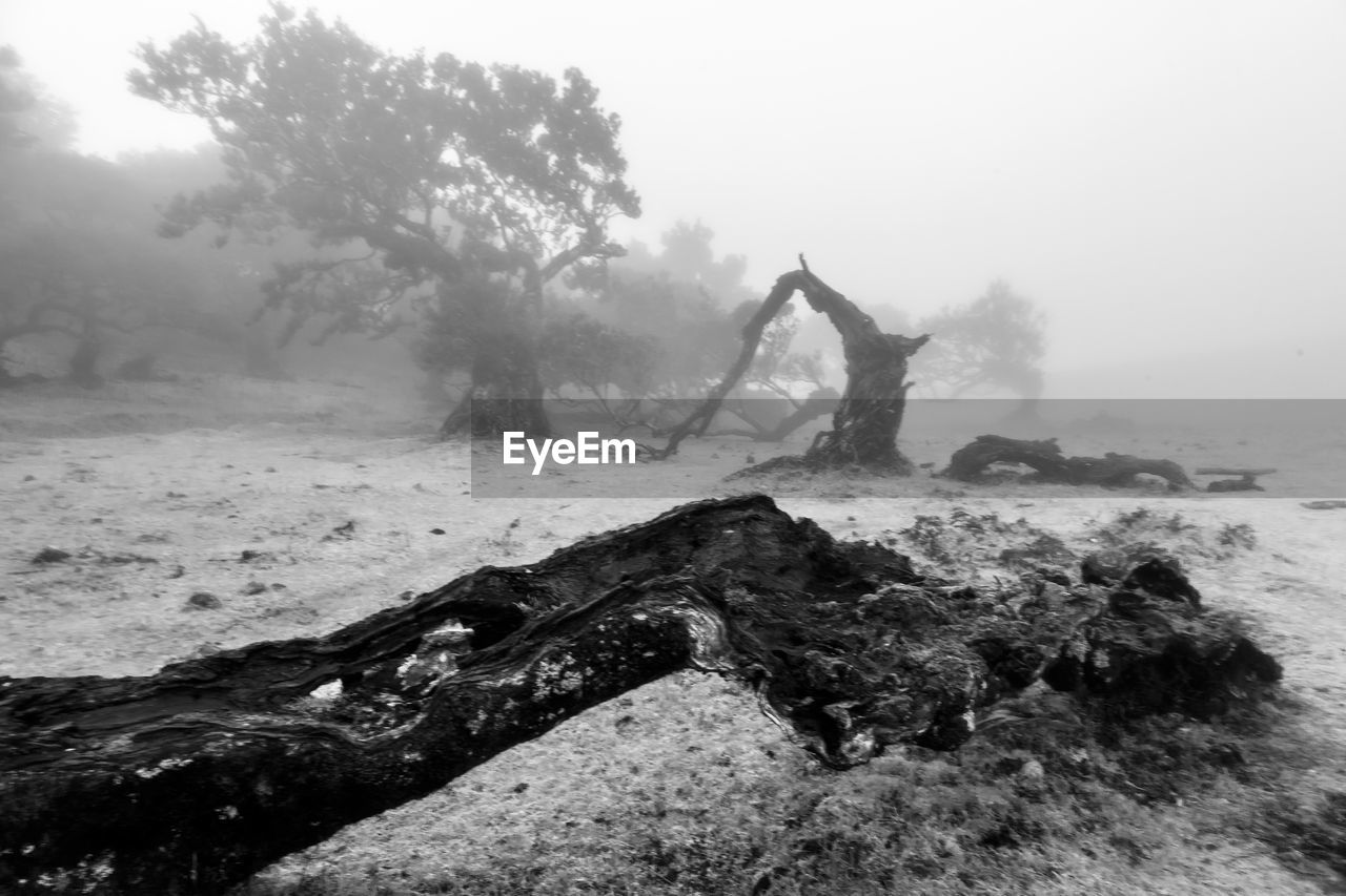 VIEW OF DRIFTWOOD ON LAND