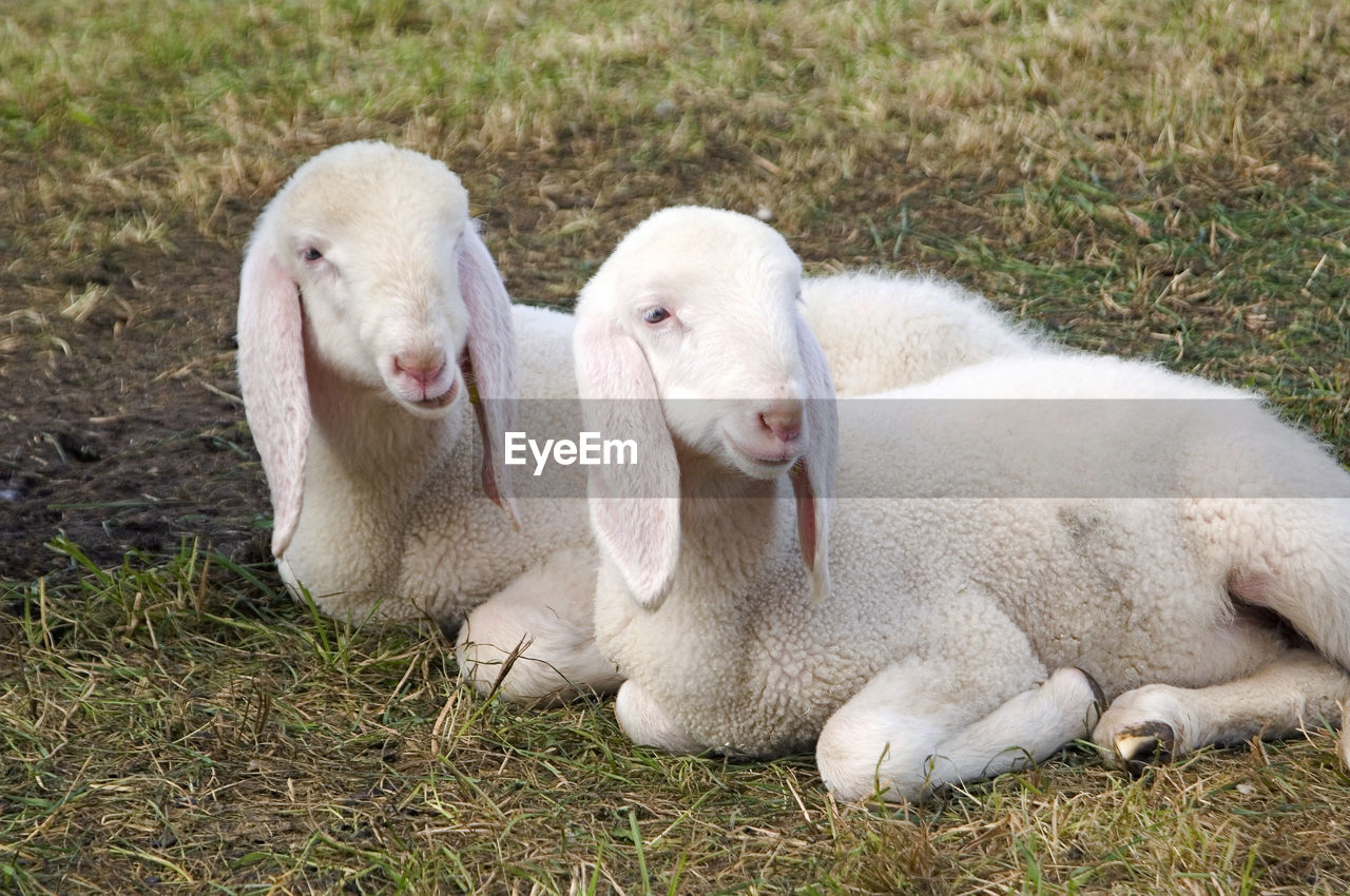 Close-up of lambs relaxing on field