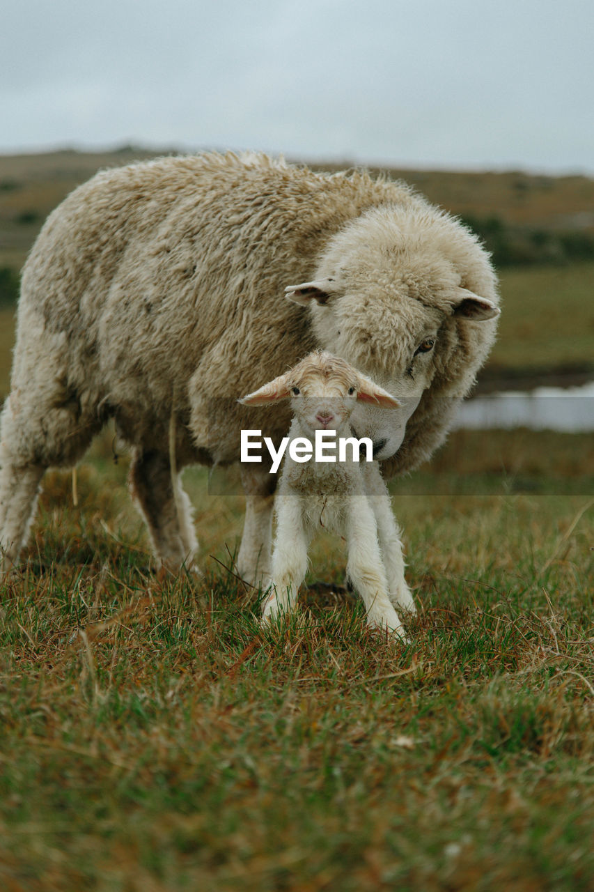 Full length of a sheep in a field