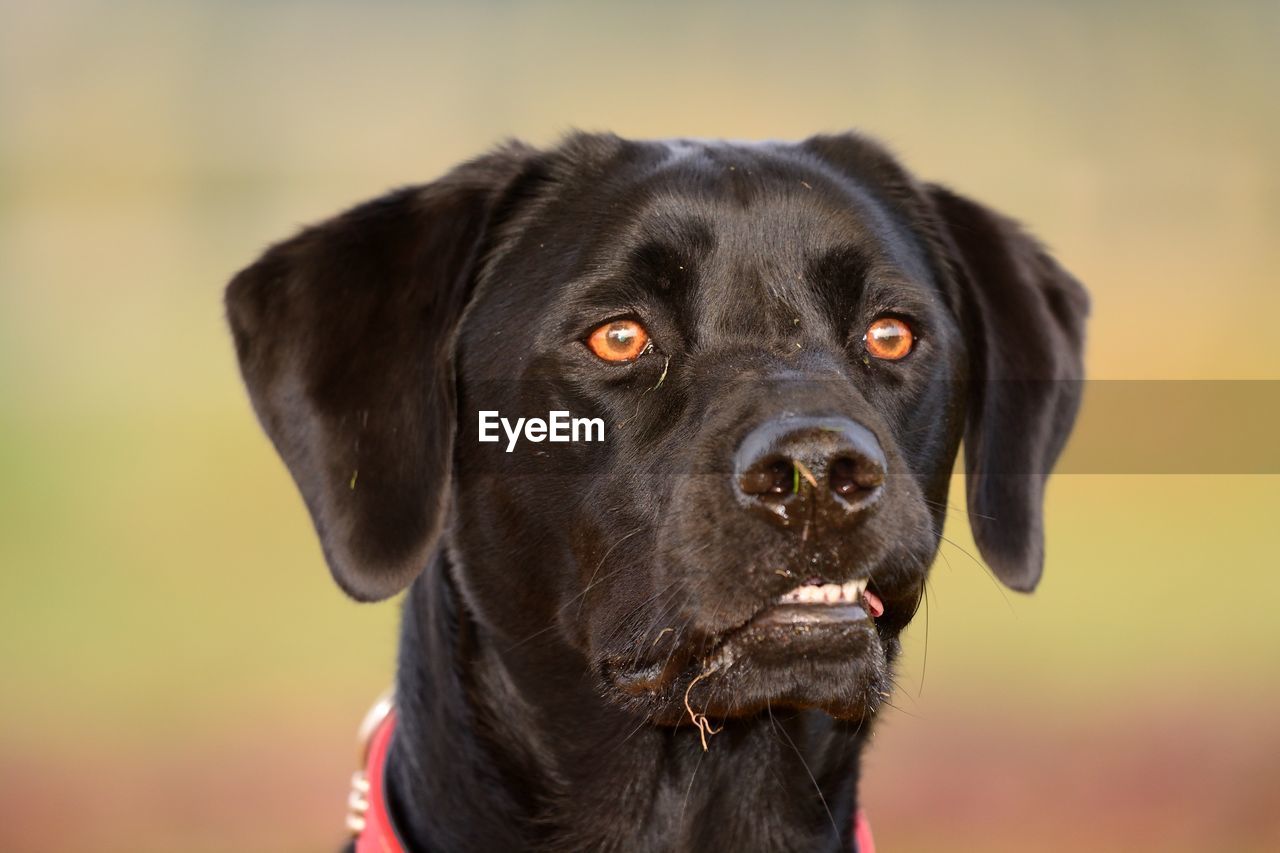 Close-up of alert black dog