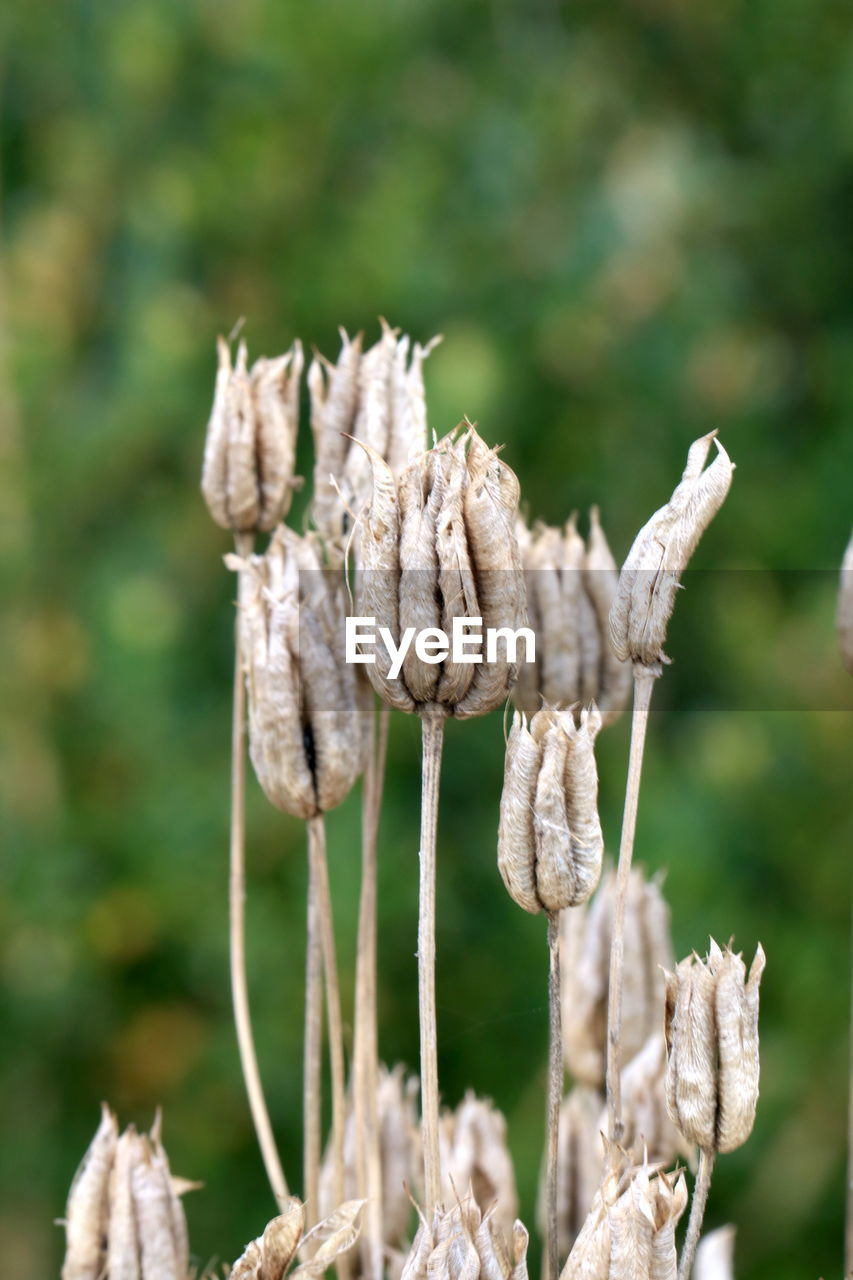 Close-up of wilted flower on field