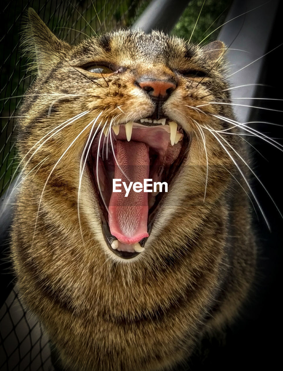 CLOSE-UP OF CAT SLEEPING