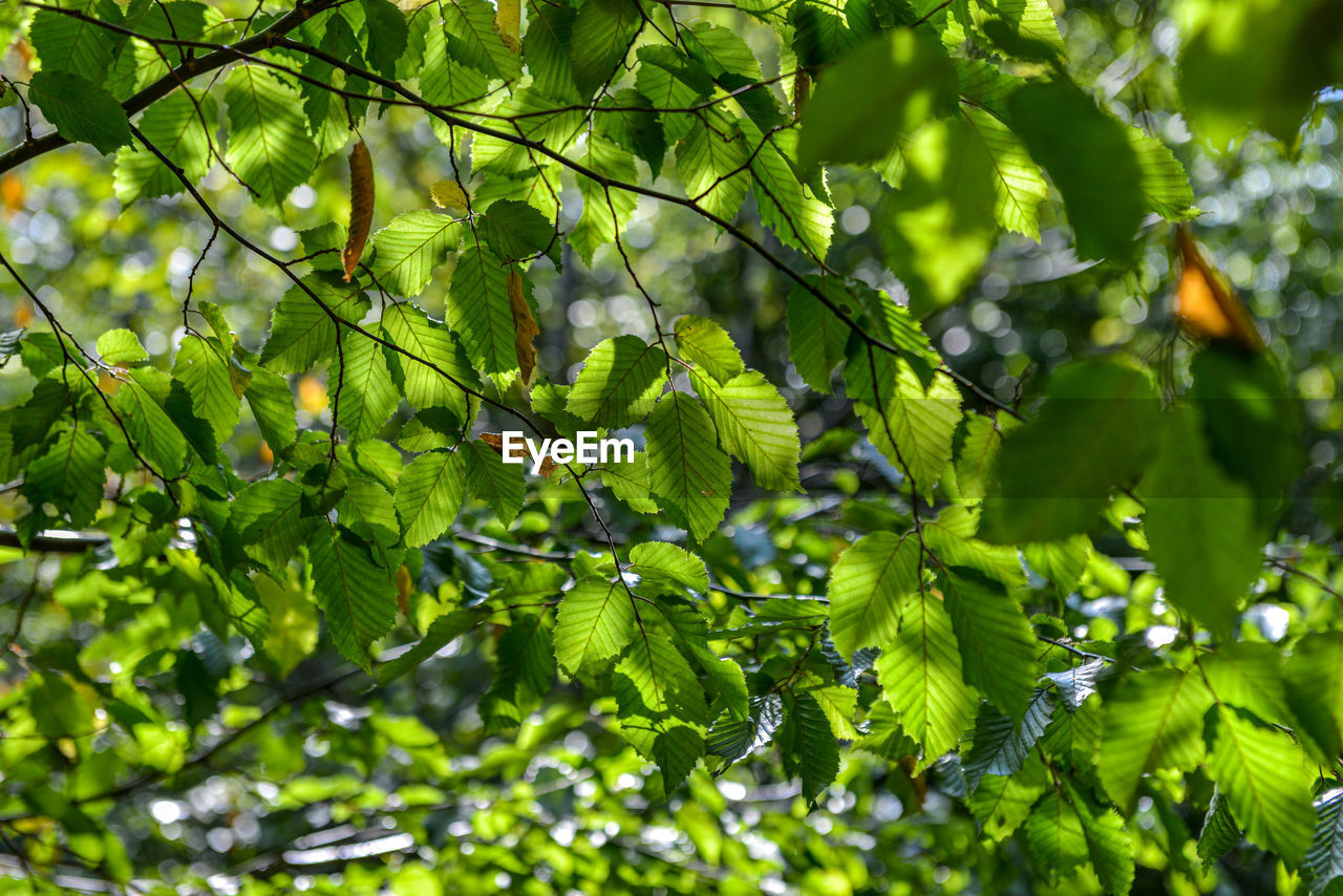 CLOSE-UP OF FRESH GREEN LEAVES ON TREE