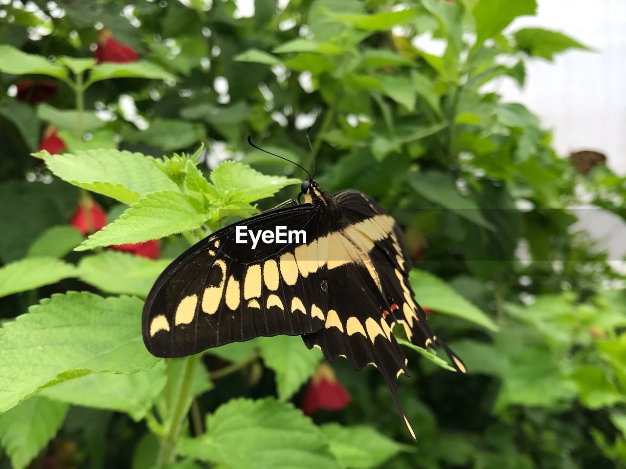 Close-up of butterfly on leaf