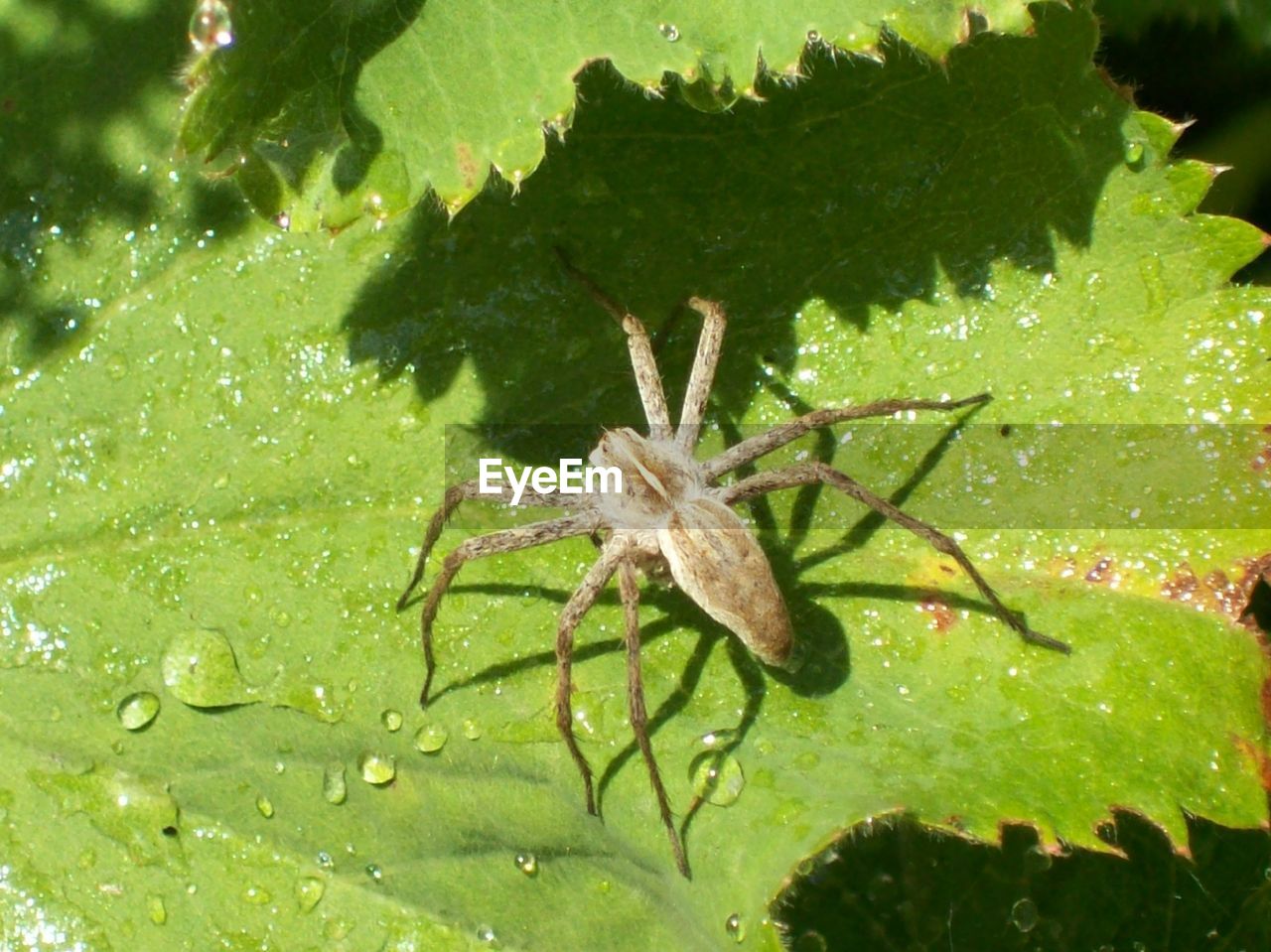 Close-up of spider on leaf