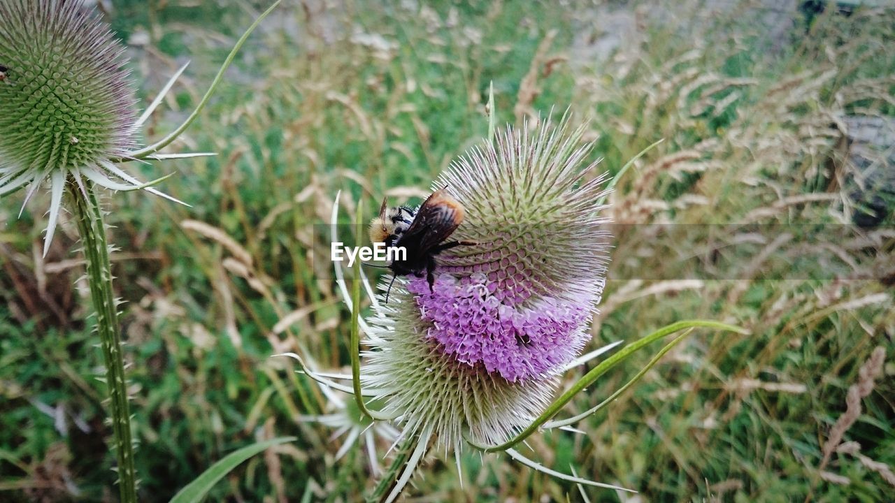 Close-up of bumblebee on thistle flower