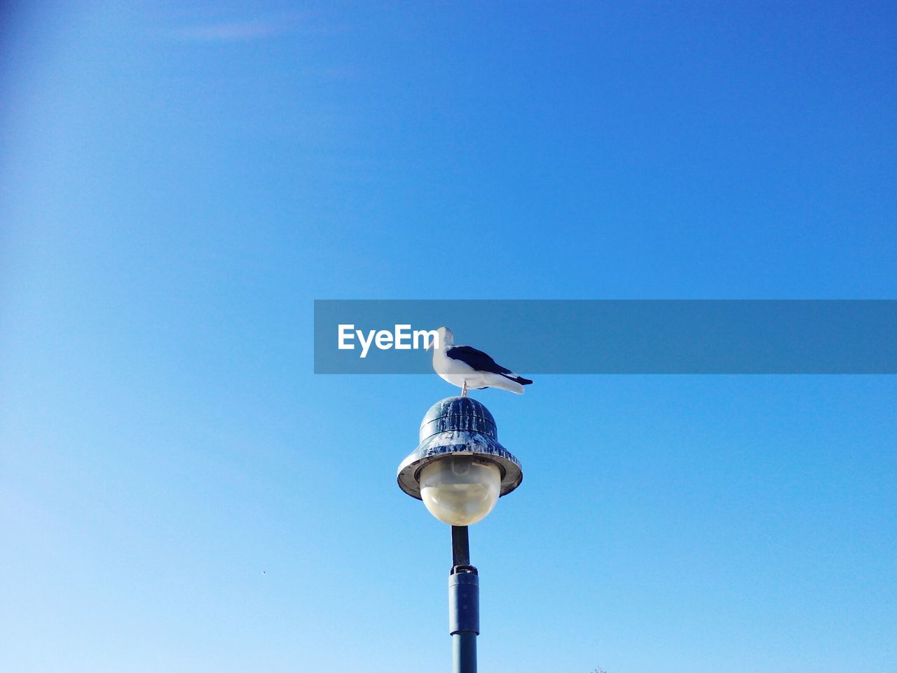 LOW ANGLE VIEW OF SEAGULL PERCHING ON POLE