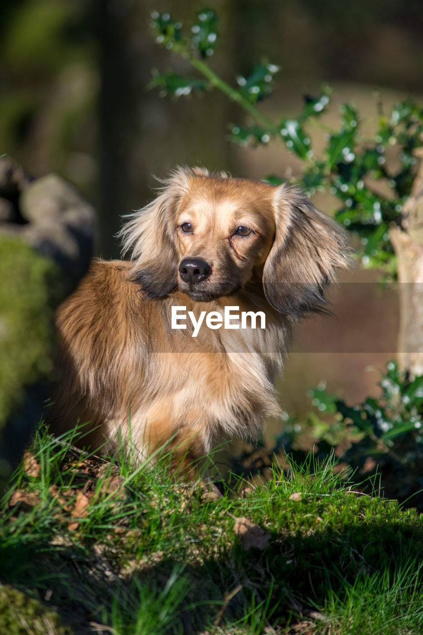 mammal, pet, animal themes, dog, animal, one animal, canine, domestic animals, puppy, plant, grass, nature, cute, no people, lap dog, portrait, purebred dog, outdoors, carnivore, golden retriever, young animal