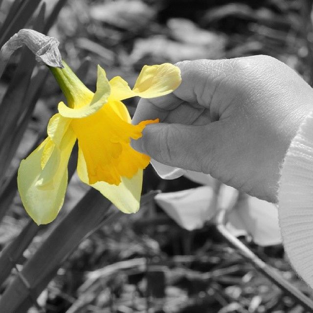 CLOSE-UP OF YELLOW FLOWERS BLOOMING