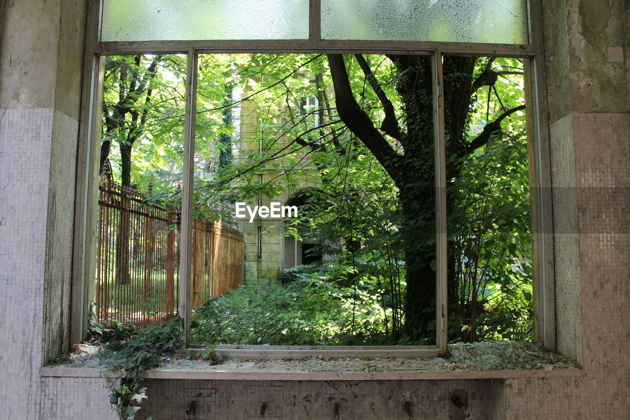 Plants seen through window