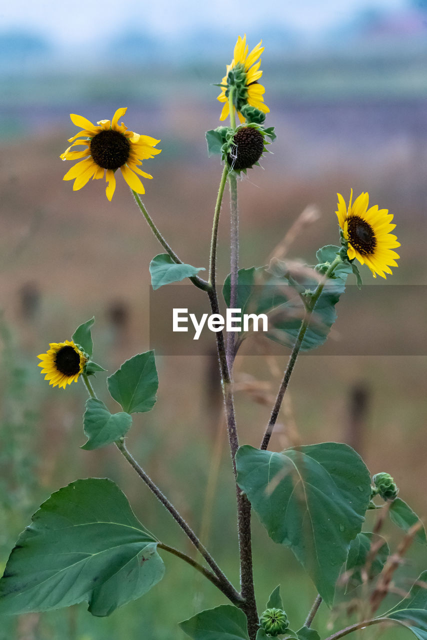 CLOSE-UP OF YELLOW FLOWERING PLANT AGAINST BLURRED BACKGROUND