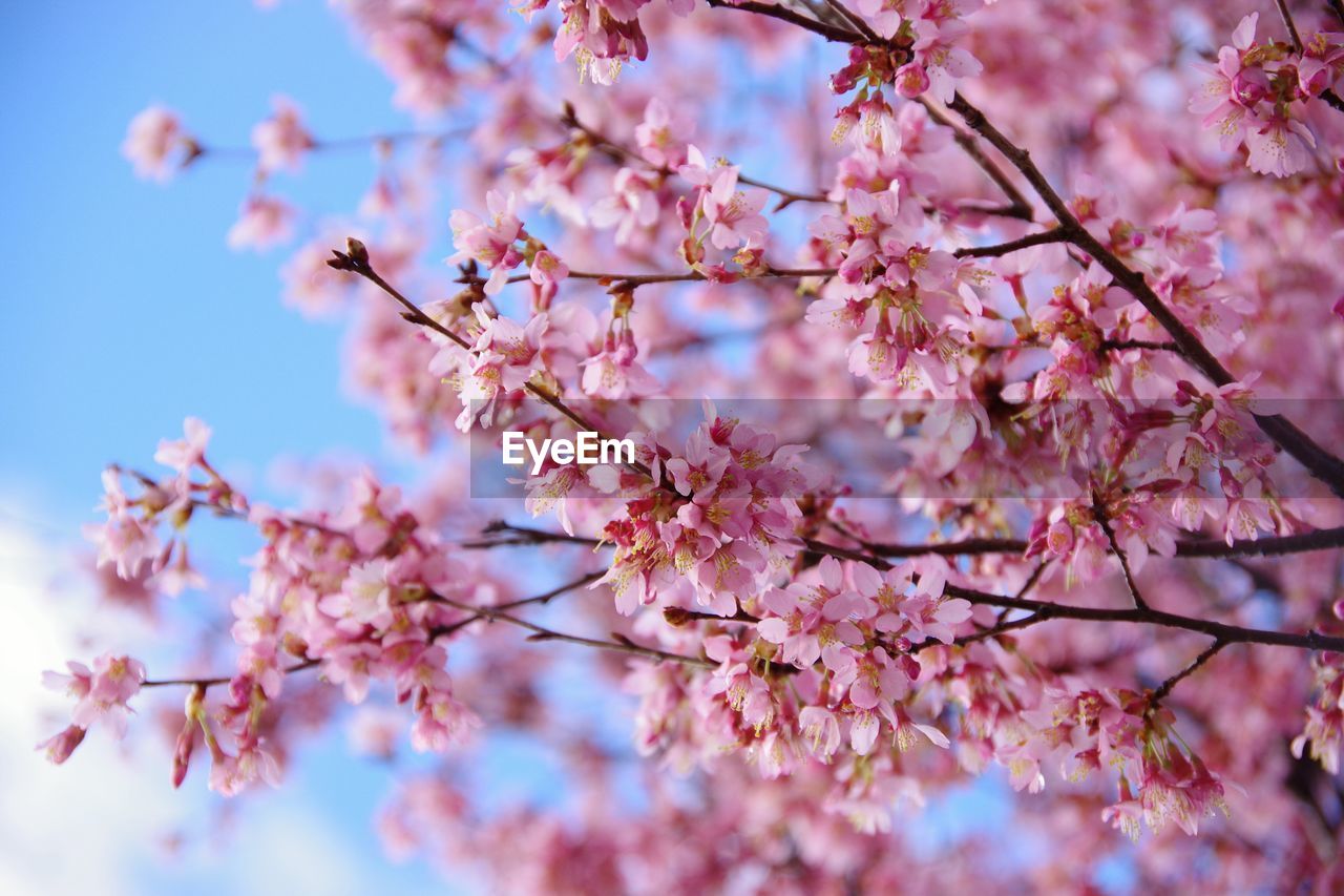 Low angle view of cherry blossoms in spring