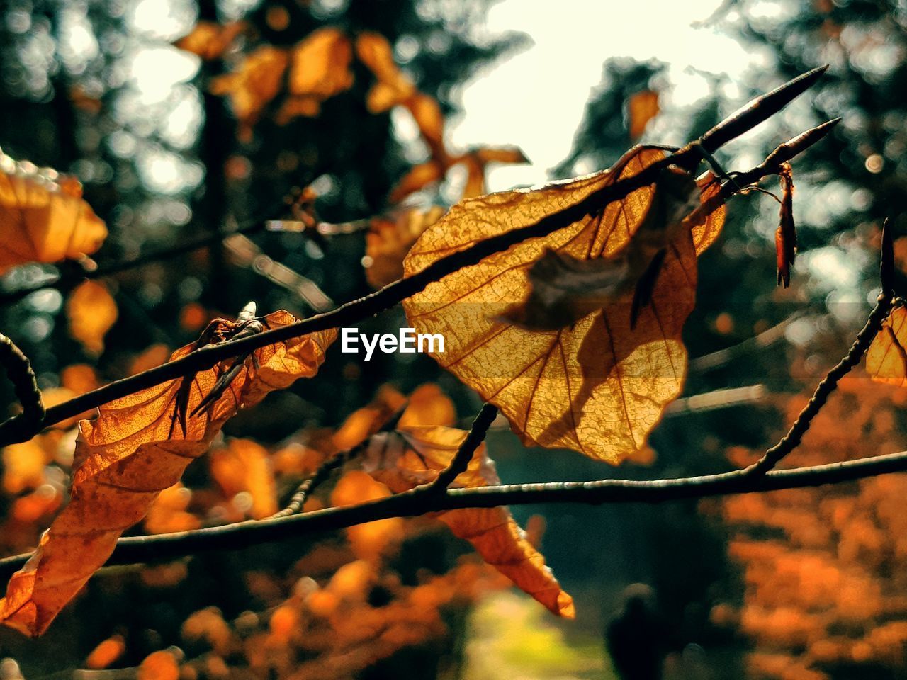 Close-up of dried autumn leaves