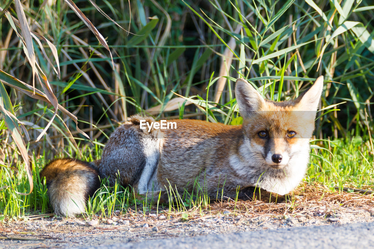 fox standing on field