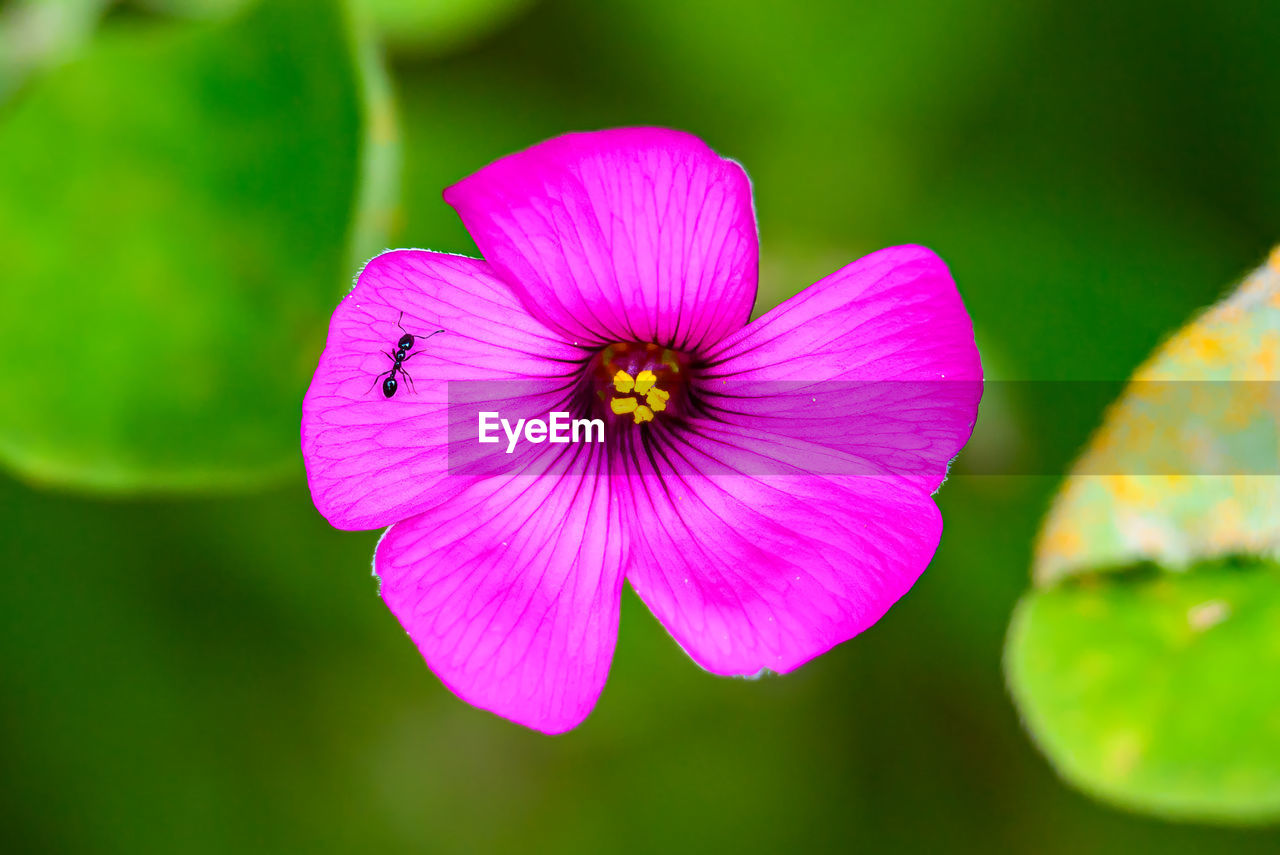 flower, flowering plant, plant, freshness, macro photography, beauty in nature, close-up, petal, flower head, green, fragility, inflorescence, nature, yellow, wildflower, pink, purple, growth, no people, pollen, focus on foreground, blossom, plant stem, outdoors, magenta, botany, springtime, vibrant color, selective focus