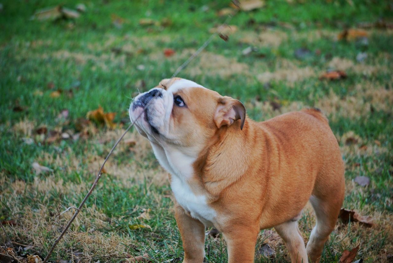 DOG ON FIELD