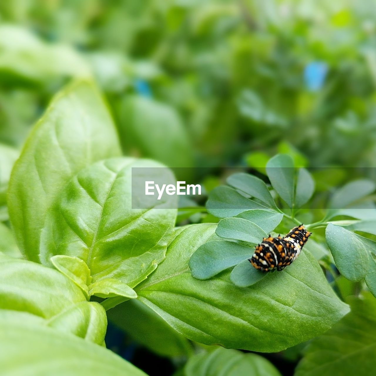 A caterpillar climbing across basil