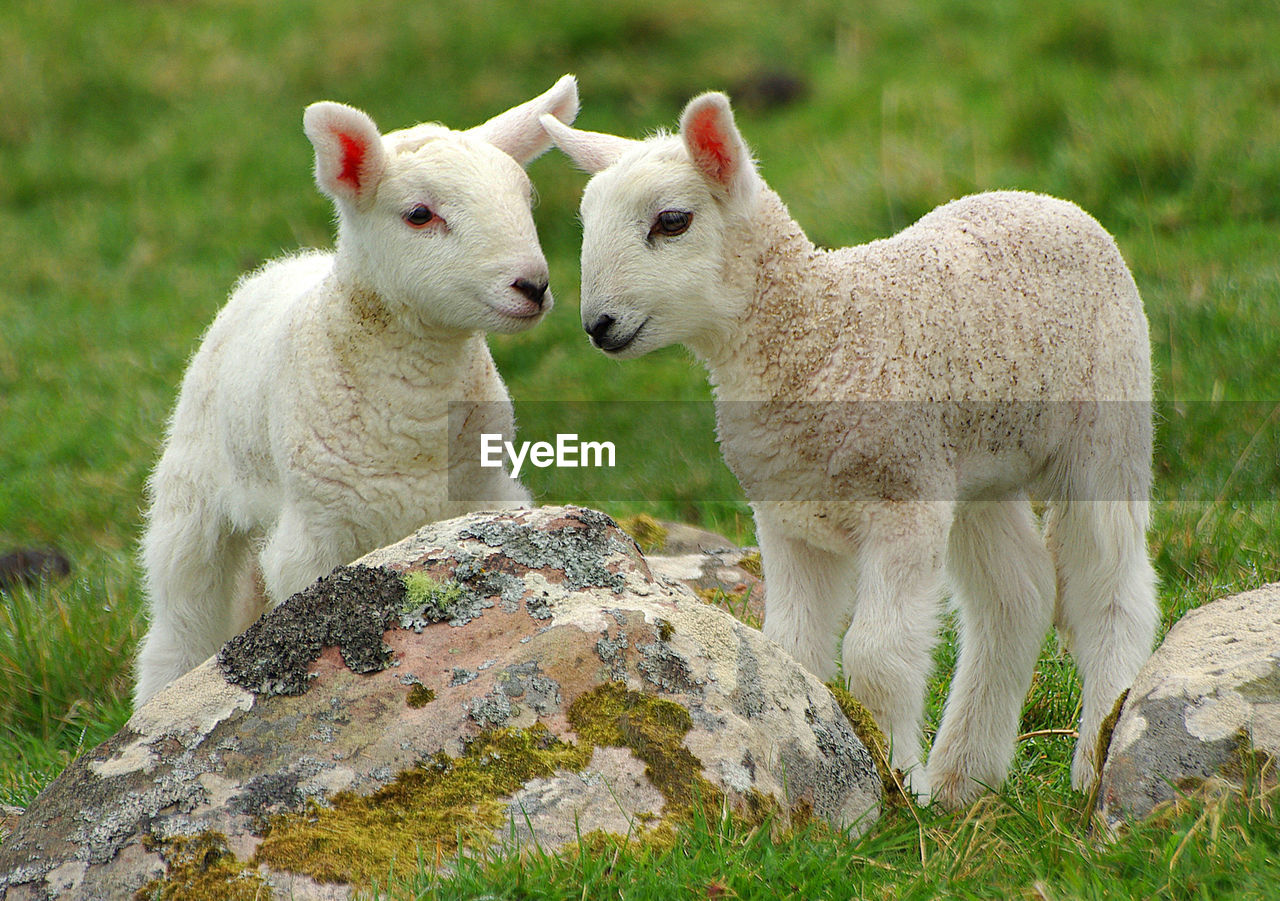 Close-up of lambs on field