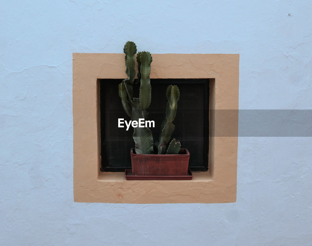 Close-up of potted plant against wall