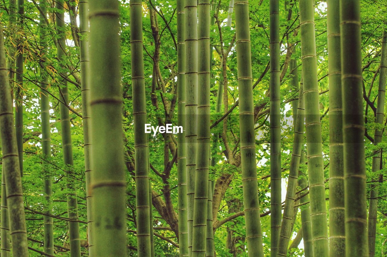 VIEW OF BAMBOO TREES IN FOREST