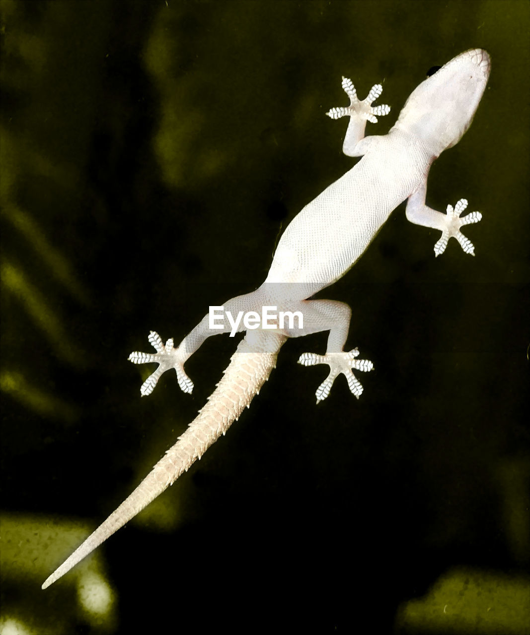 A gecko is climbing over a window 