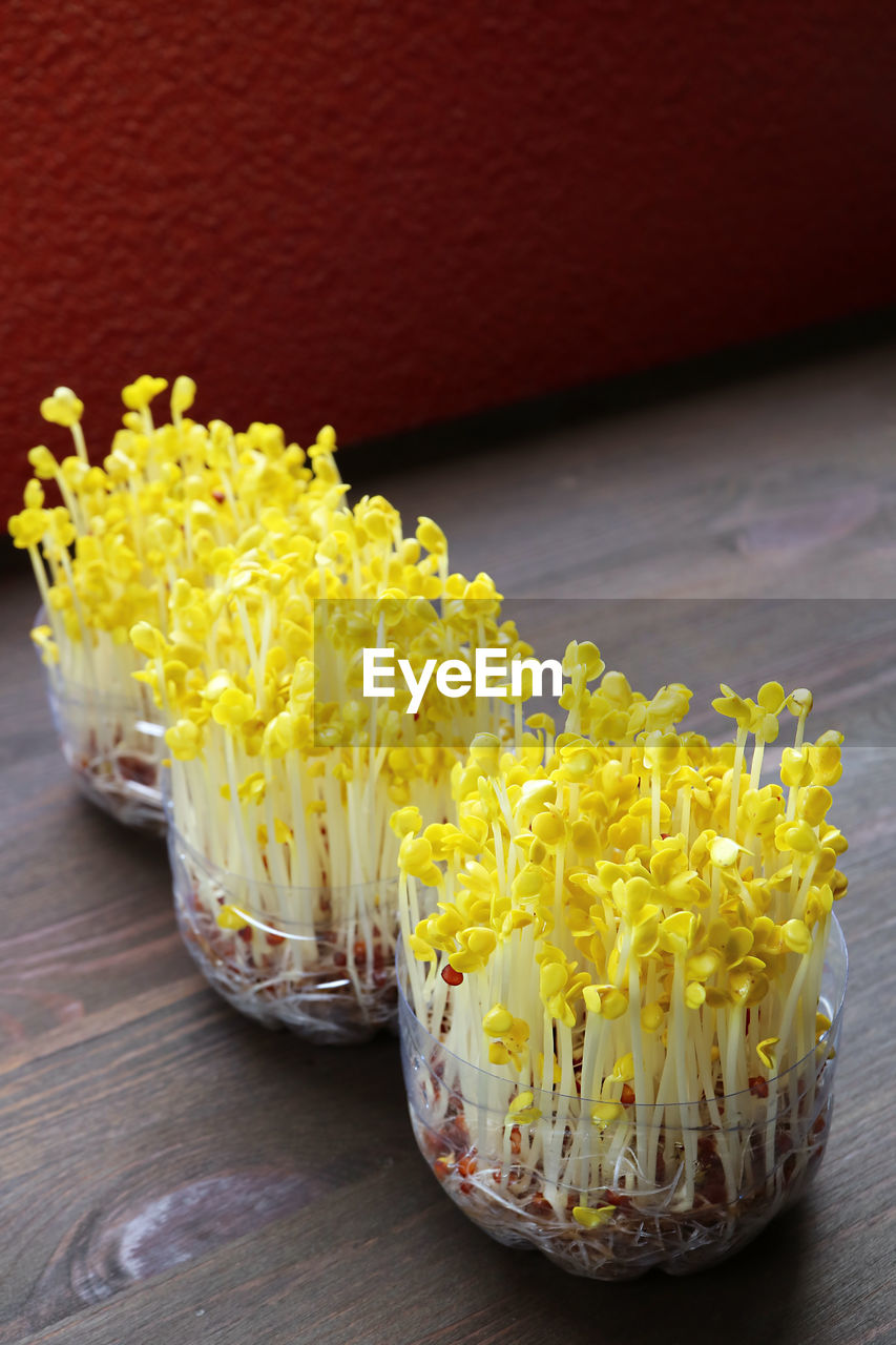 Pale color daikon sprouts after the blackout period continue growing in natural light