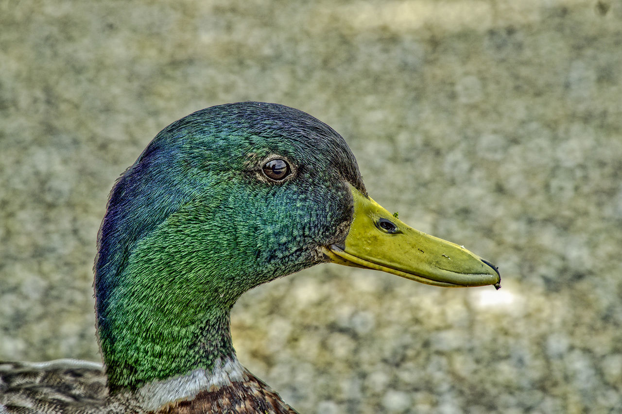 CLOSE-UP OF BIRD