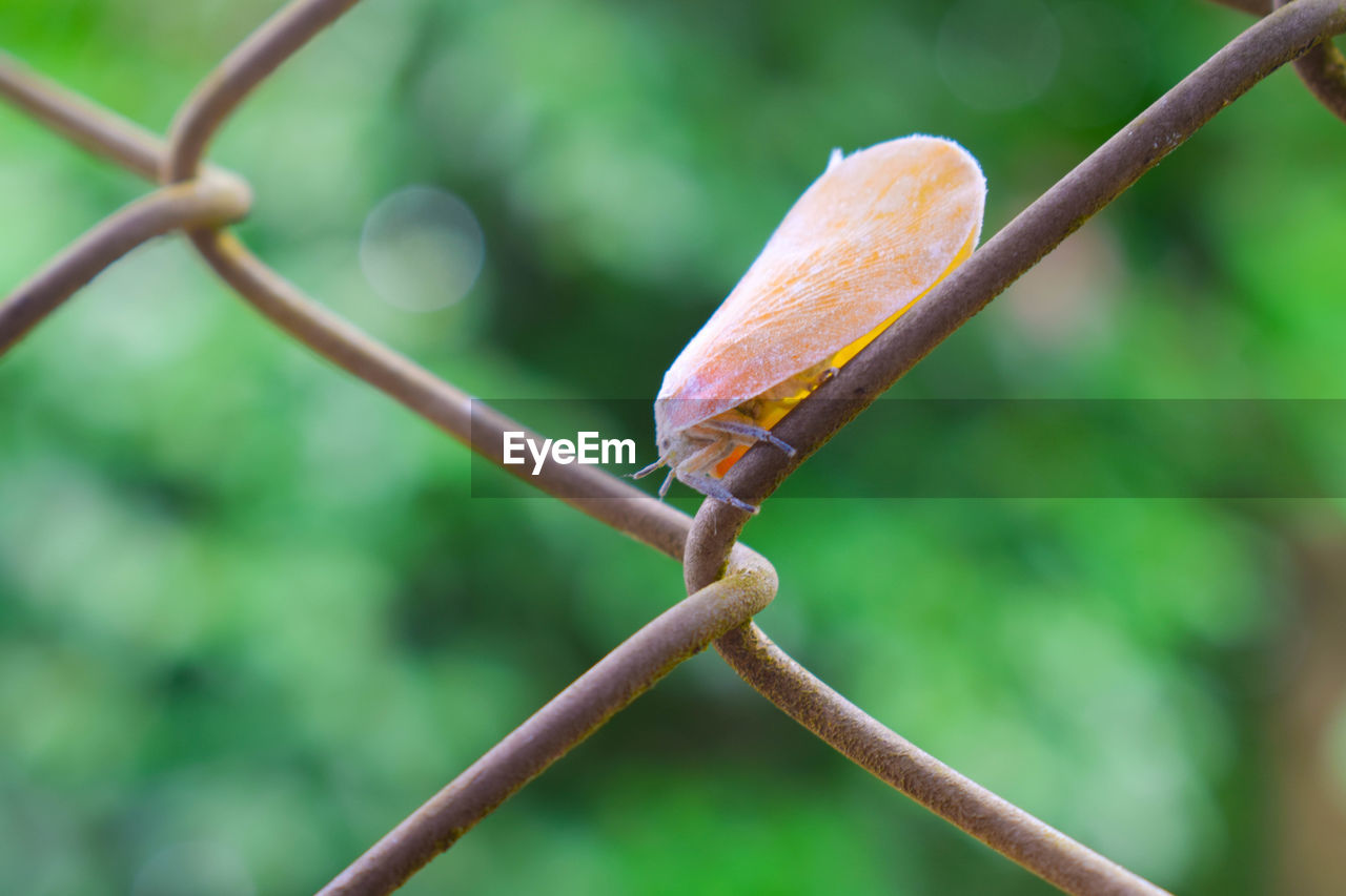 CLOSE-UP OF LEAF ON TWIG