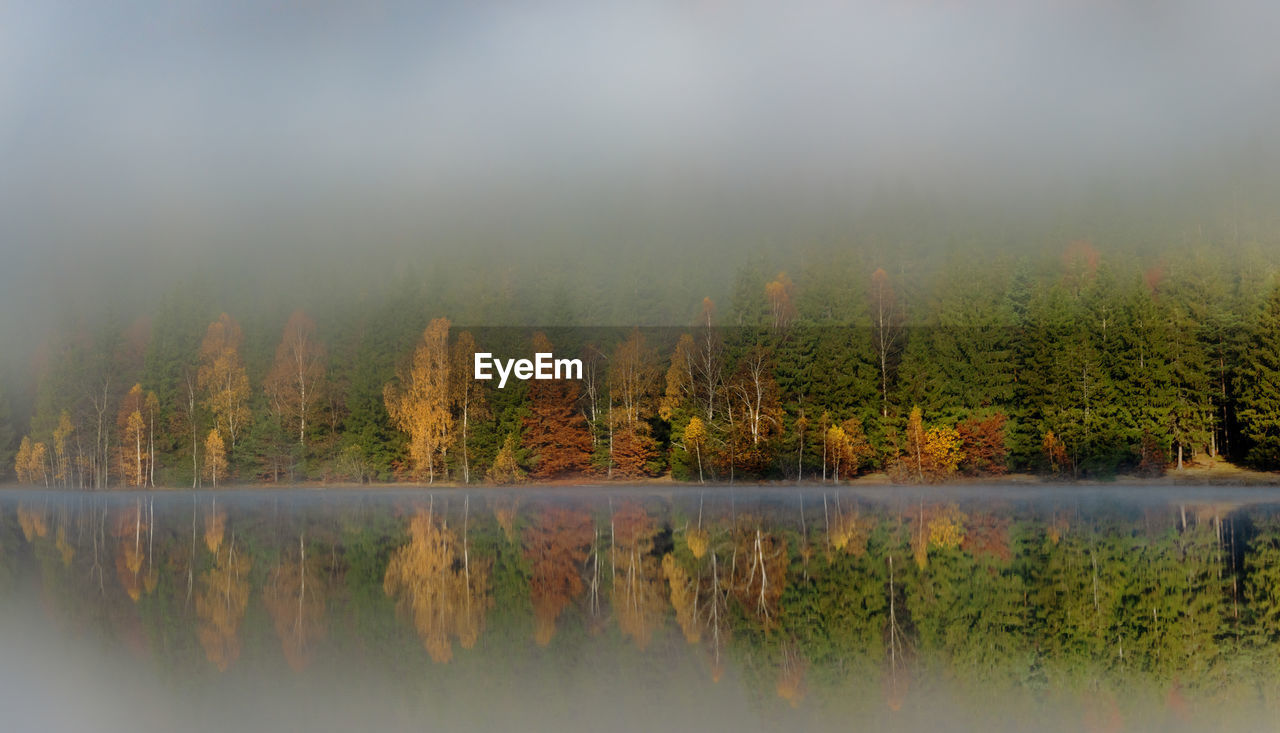 TREES BY LAKE IN FOREST AGAINST SKY