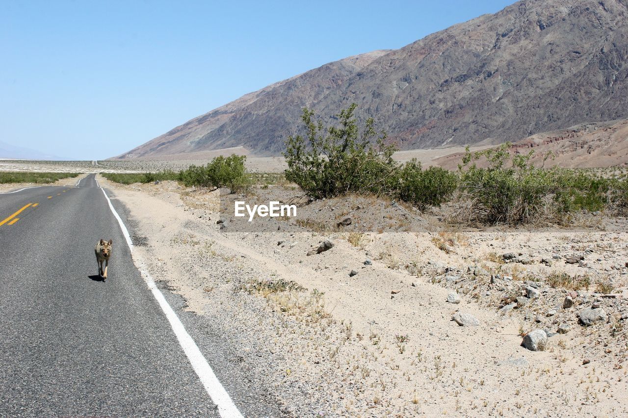 Coyote walking on road