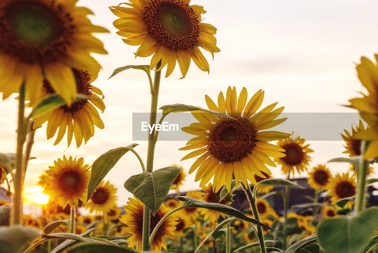 Close-up of sunflowers blooming on field against sky