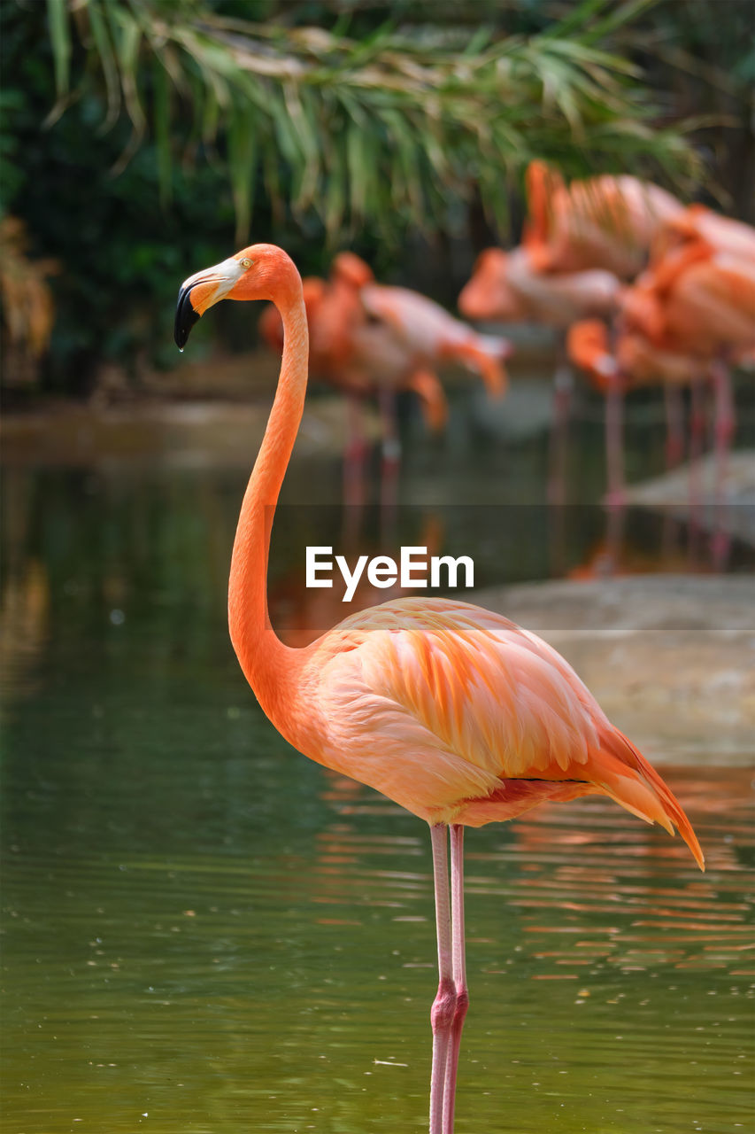 animal themes, animal, flamingo, animal wildlife, bird, wildlife, water, water bird, beak, nature, lake, pink, no people, beauty in nature, reflection, travel destinations, animal body part, one animal, wading, day, standing, outdoors, focus on foreground, tropical climate, full length, wetland, orange color, tropical bird, freshwater bird