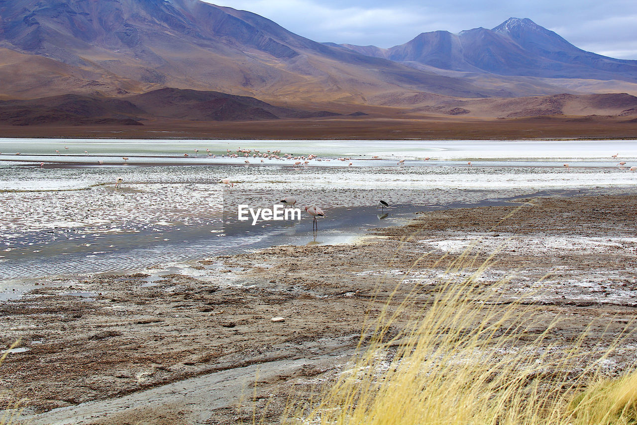 Panoramic view of lagoon laguna de canapa with flamingo at uyuni in bolivia,south america