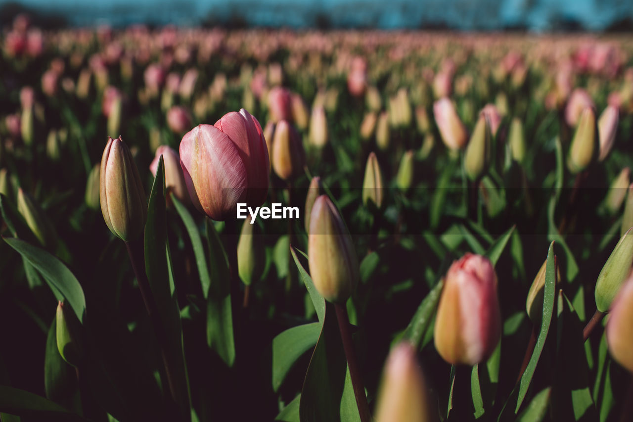 Close-up of pink tulips on field