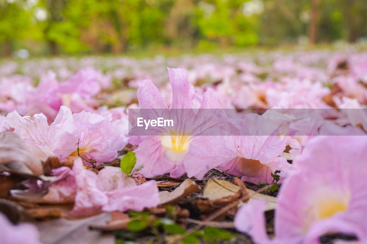 CLOSE-UP OF PINK FLOWERING LEAVES