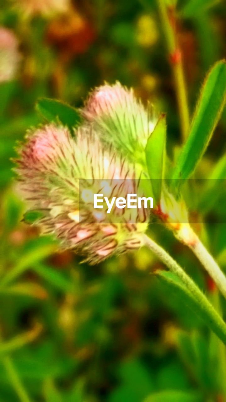 CLOSE-UP OF FLOWERS BLOOMING